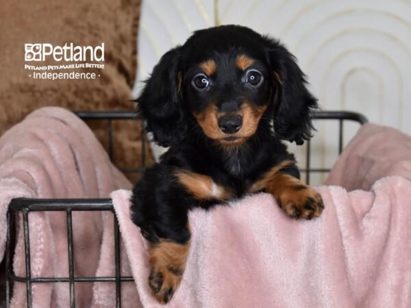 Dachshund Dog Female Black & Tan, Long Haired 5464 Petland Independence, Missouri