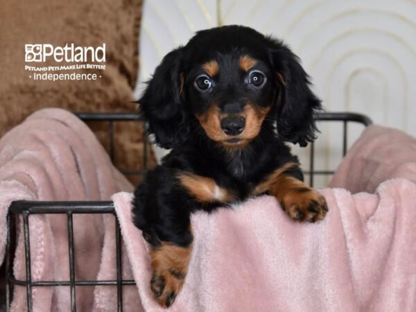 [#5464] Black & Tan, Long Haired Female Dachshund Puppies For Sale
