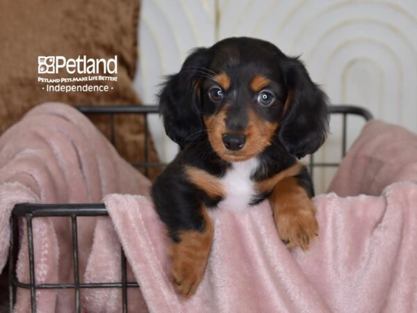 Dachshund Dog Male Black & Tan 5462 Petland Independence, Missouri