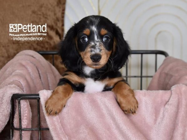 Dachshund Dog Male Black & Tan 5461 Petland Independence, Missouri