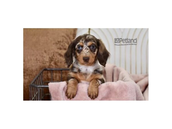 Dachshund Dog Female Chocolate Dapple, Long Haired 631 Petland Independence, Missouri