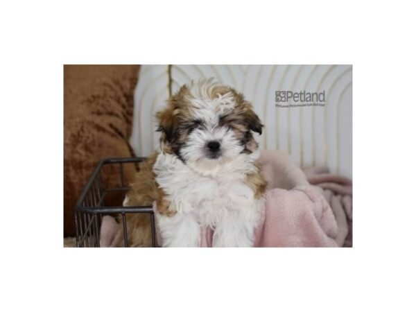 Havamalt-Dog-Female-Brown & White-628-Petland Independence, Missouri