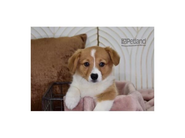 Pembroke Welsh Corgi-Dog-Female-Red & White-624-Petland Independence & Lee's Summit, MO