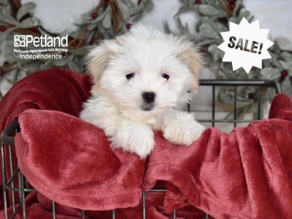 Zuchon-Dog-Female-Lilac & White-5340-Petland Independence & Lee's Summit, MO