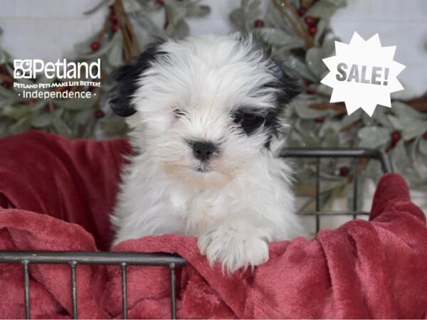 Zuchon Dog Male Black & White 5339 Petland Independence, Missouri