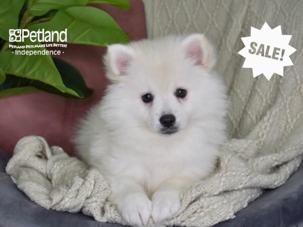 American Eskimo-Dog-Female-White-5322-Petland Independence, Missouri