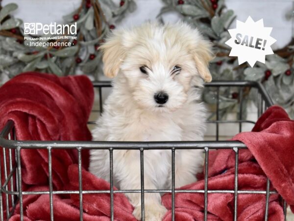 Maltipoo-Dog-Male-Cream-5332-Petland Independence & Lee's Summit, MO