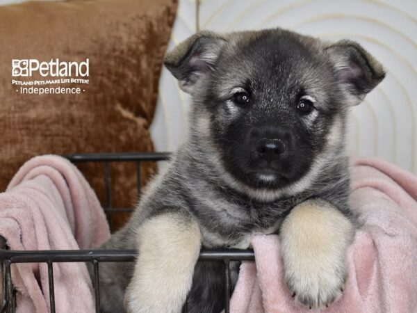 Norwegian Elkhound Dog Male Gray Black & Silver 5466 Petland Independence, Missouri