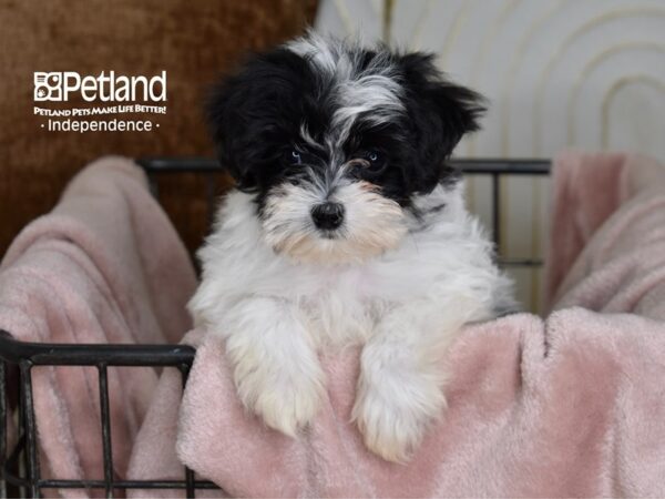 Maltipoo-Dog-Female-Black & White-5468-Petland Independence & Lee's Summit, MO