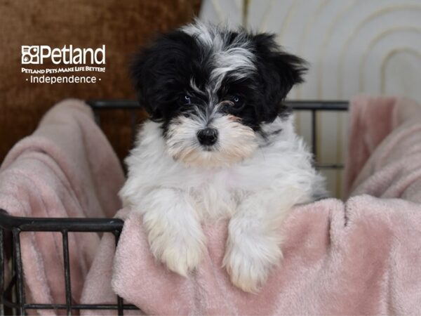 Maltipoo Dog Female Black & White 5468 Petland Independence, Missouri