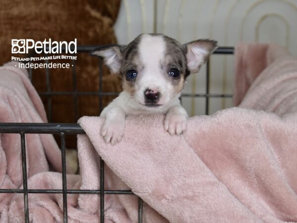 Chihuahua Dog Male Merle & White 5481 Petland Independence, Missouri