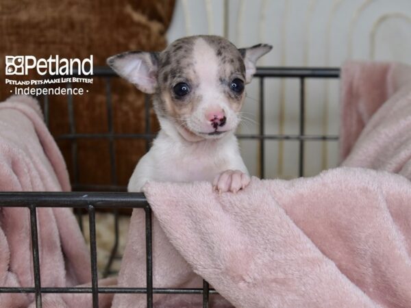 Chihuahua-Dog-Female-Merle & White-5482-Petland Independence, Missouri