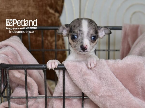 Chihuahua-Dog-Female-Merle & White-5483-Petland Independence, Missouri