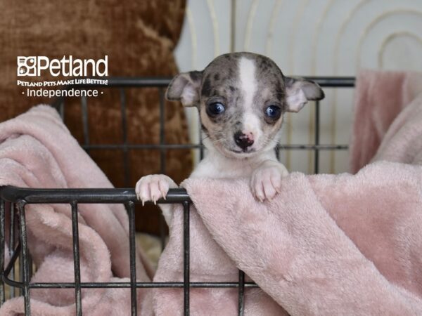 Chihuahua-Dog-Female-Merle & White-5483-Petland Independence & Lee's Summit, MO