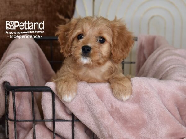 [#5470] Brown & White Female Cavapoo Puppies For Sale
