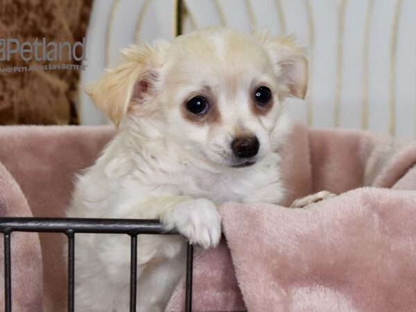 Chihuahua-Dog-Female-Cream-642-Petland Independence, Missouri