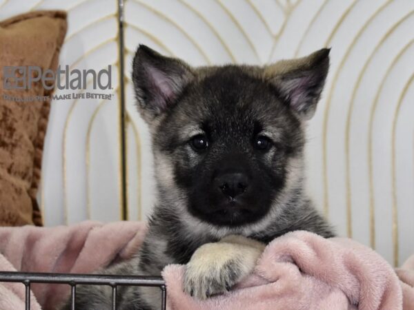 Norwegian Elkhound-Dog-Male-Gray Black & Silver-641-Petland Independence, Missouri