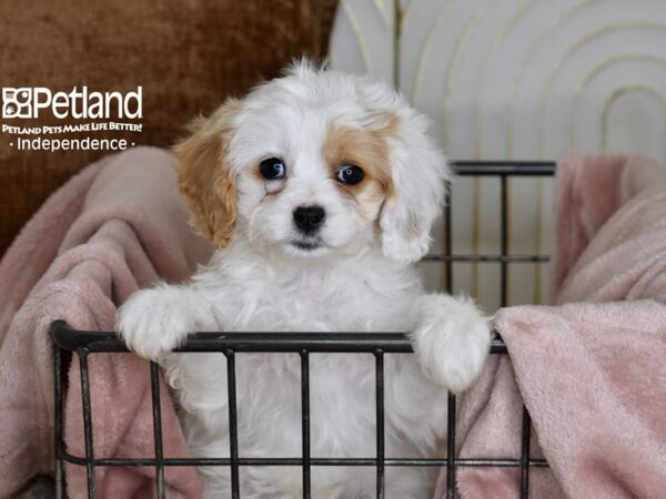 [#5471] Brown & White Female Cavapoo Puppies For Sale