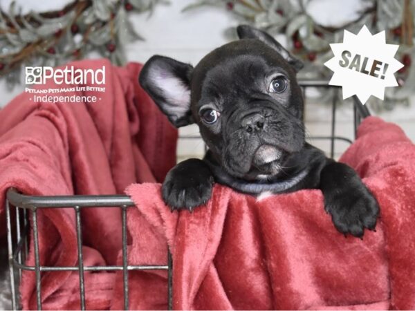 French Bulldog-Dog-Male-Brindle-5353-Petland Independence & Lee's Summit, MO