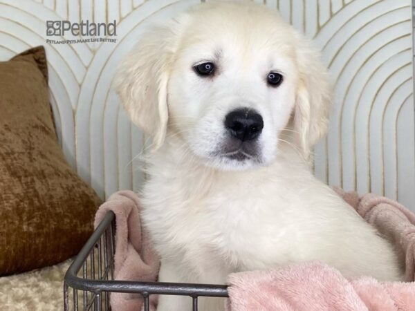Golden Retriever-Dog-Male-Light Golden-651-Petland Independence & Lee's Summit, MO