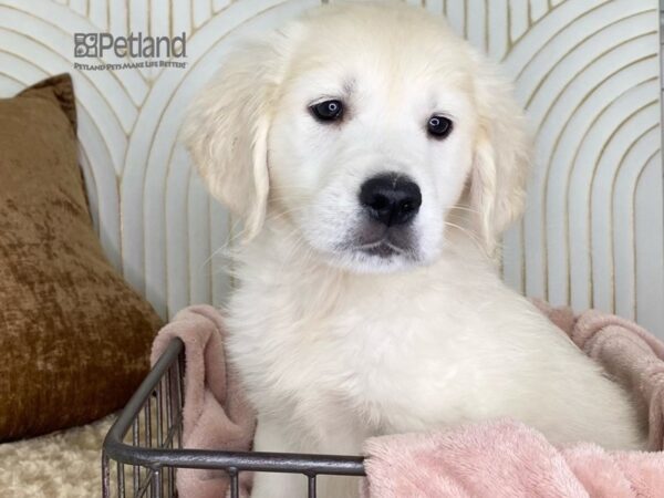 Golden Retriever Dog Male Light Golden 651 Petland Independence, Missouri