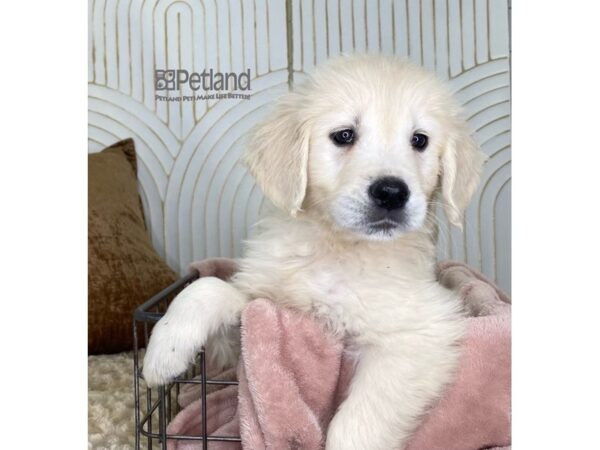 Golden Retriever-Dog-Female-Light Golden-652-Petland Independence & Lee's Summit, MO
