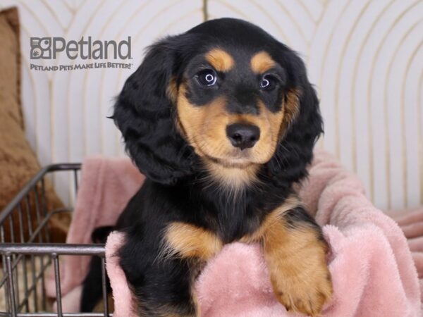 [#644] Black & Tan Male Dachshund Puppies For Sale