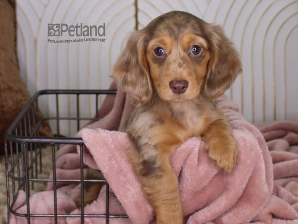 Dachshund Dog Female Chocolate Dapple 646 Petland Independence, Missouri