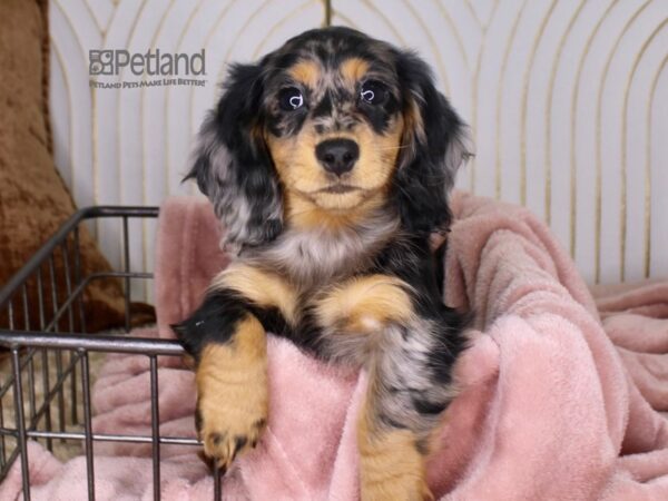 Dachshund-Dog-Female-Blue Dapple-647-Petland Independence & Lee's Summit, MO