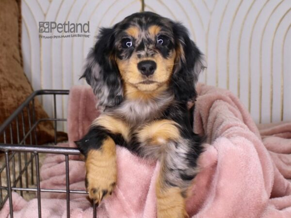 Dachshund Dog Female Blue Dapple 647 Petland Independence, Missouri