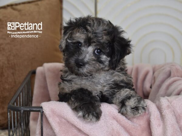 Bichon Poo-Dog-Male-Blue Merle-5499-Petland Independence, Missouri