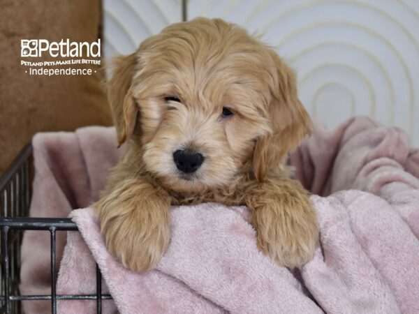 Miniature Goldendoodle Dog Male Golden 5485 Petland Independence, Missouri