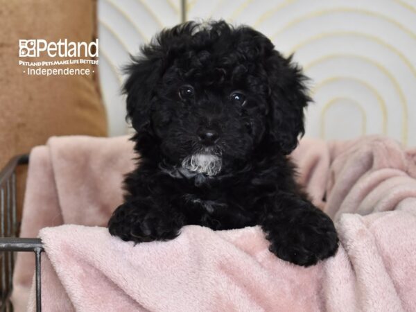 [#5489] Black Female Miniature Bernedoodle 2nd Gen Puppies For Sale