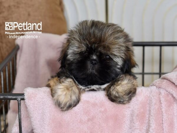 [#5510] Gray Sable Female Shih Tzu Puppies For Sale