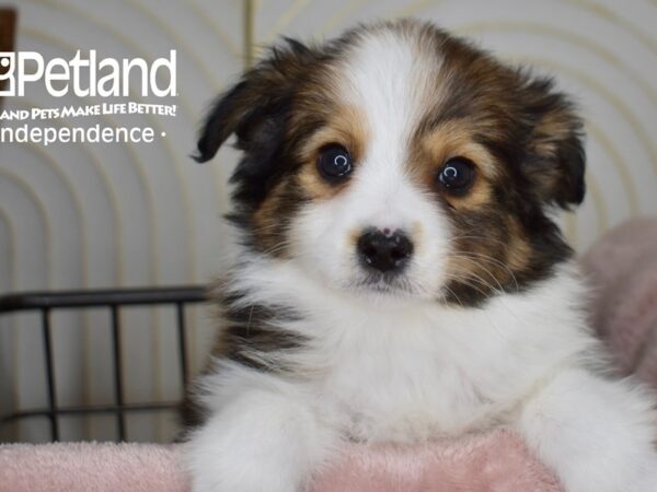 Toy Australian Shepherd Dog Male Sable 5517 Petland Independence, Missouri