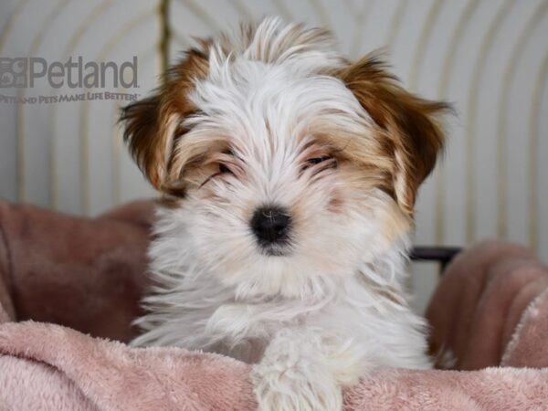 Morkie-Dog-Female-Tan & White-666-Petland Independence & Lee's Summit, MO