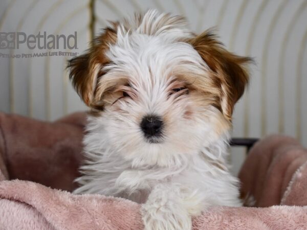 Morkie Dog Female Tan & White 666 Petland Independence, Missouri