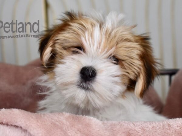 Morkie Dog Female Tan & White 667 Petland Independence, Missouri