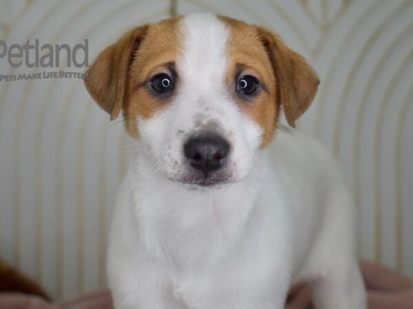 Jack Russell Terrier Dog Male 661 Petland Independence, Missouri