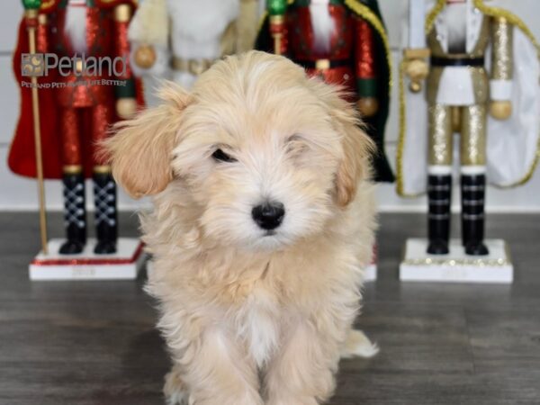 Maltipoo Dog Male Cream 536 Petland Independence, Missouri