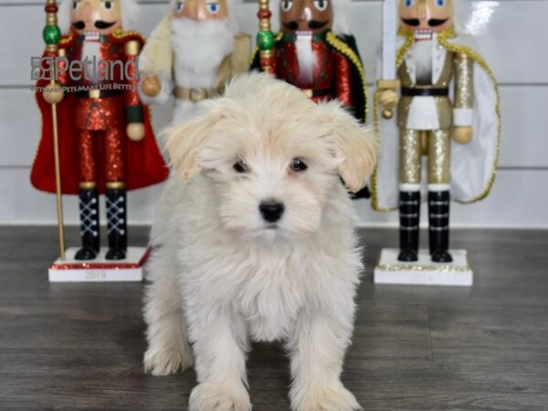 Maltipoo-Dog-Male-Cream-537-Petland Independence, Missouri