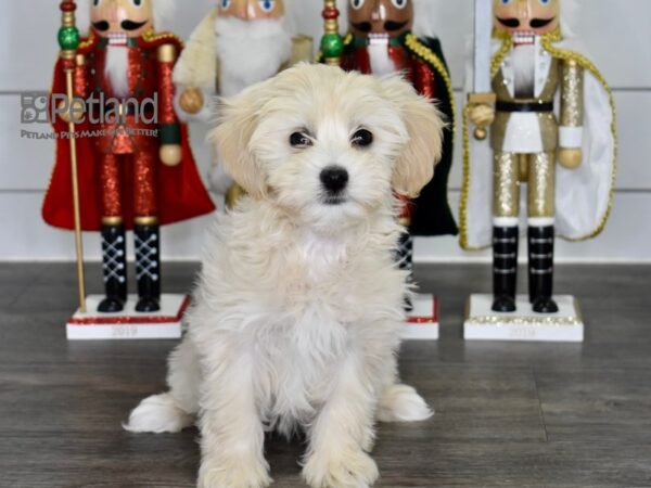 Maltipoo Dog Female Cream 538 Petland Independence, Missouri