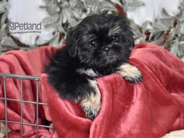 Shih Tzu Dog Female Black & Tan 563 Petland Independence, Missouri