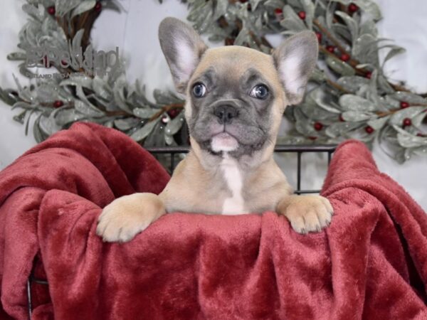 French Bulldog Dog Male Blue Fawn 575 Petland Independence, Missouri