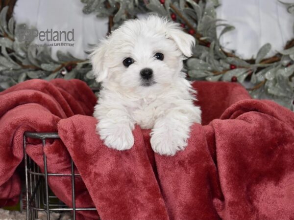 Maltese Dog Male White 579 Petland Independence, Missouri
