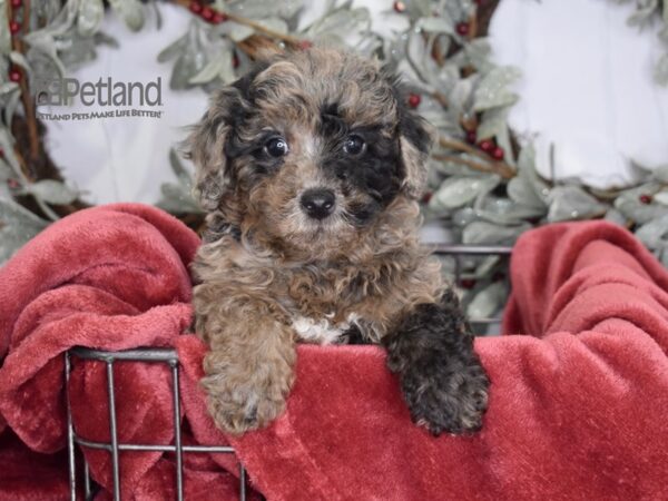 Poodle-Dog-Male-Merle-604-Petland Independence & Lee's Summit, MO