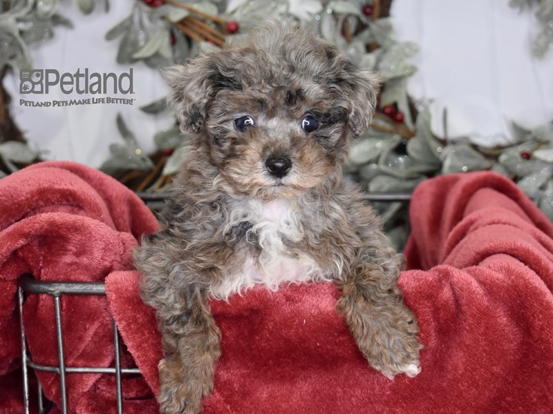 Rijden Partina City esthetisch Poodle-Dog-Female-Merle-3916278-Petland Independence, Missouri