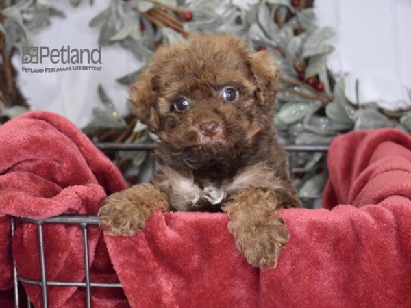 Poodle Dog Female Chocolate & Tan 606 Petland Independence, Missouri