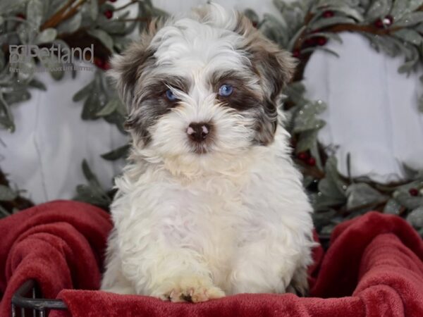 Shih Poo-Dog-Male-Merle Parti-599-Petland Independence & Lee's Summit, MO