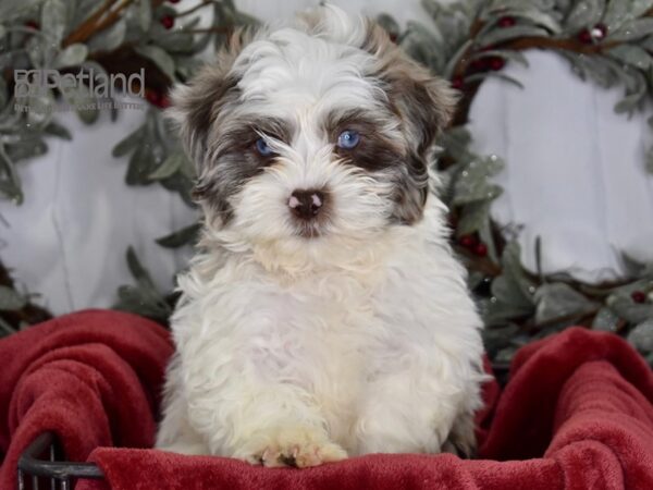 Shih Poo Dog Male Merle Parti 599 Petland Independence, Missouri